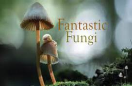 Fantastic Fungi: The Mushroom Movie 2019